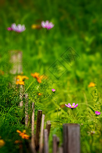 公园里的波斯菊背景图片