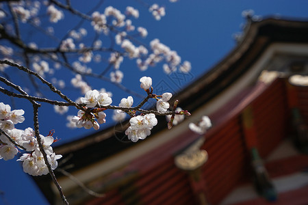 日本清水寺京都清水寺赏樱背景