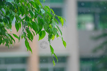雨中绿叶背景图片