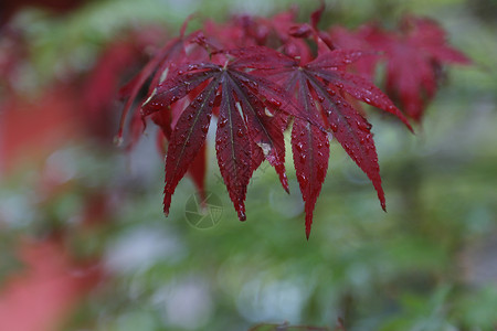 秋天的雨枫叶美如画背景