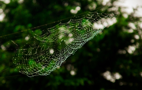 雨后的蜘蛛网高清图片