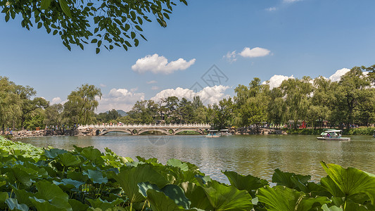 白色的荷花承德避暑山庄园林美景背景