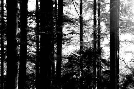 黑暗森林图片