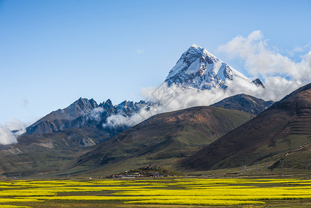 阿里雪山雪山下的油菜花背景