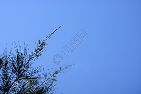 松树与天空背景图片