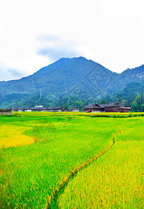 嫩绿色背景稻田背景