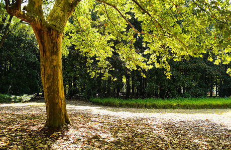 金色枫叶树秋天落叶背景