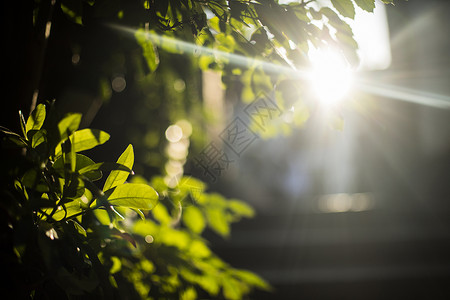 温暖的午后逆光阳光下的叶子背景