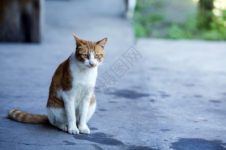 猫脸抠图素材公园里的流浪猫背景