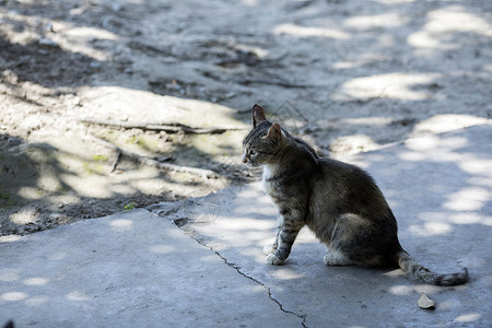 公园里的流浪猫图片