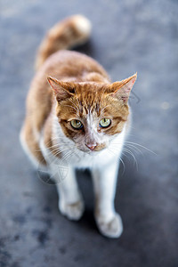 猫脸素材公园里的流浪猫背景