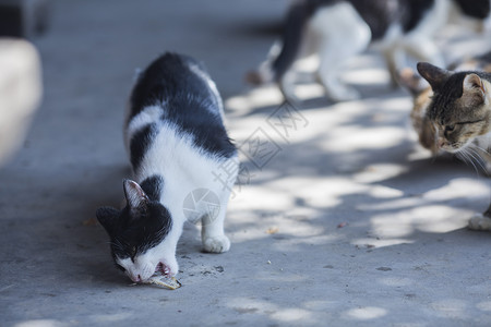 猫脸花公园里的流浪猫背景