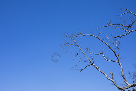 极简蓝天树干背景图片
