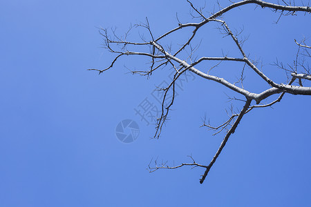 极简蓝天树干高清图片