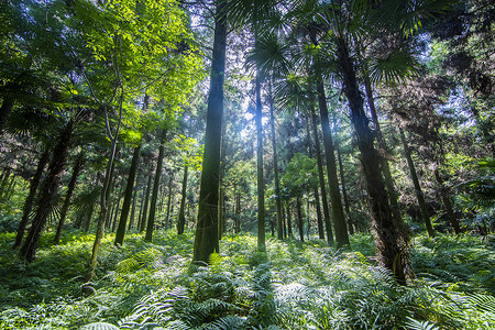 木平台绿色阳光普照的深山树林背景