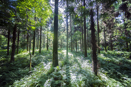 绿色木材阳光普照的深山树林背景