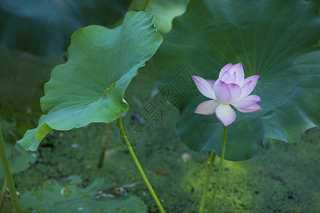 仲夏中国元素荷花莲蓬荷叶背景