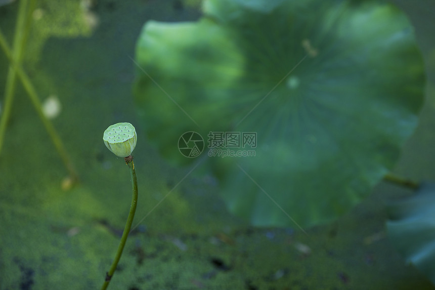 中国元素荷花莲蓬荷叶图片