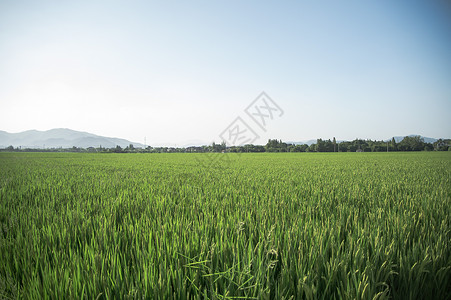 春季秋季穿搭绿意盎然的稻田背景