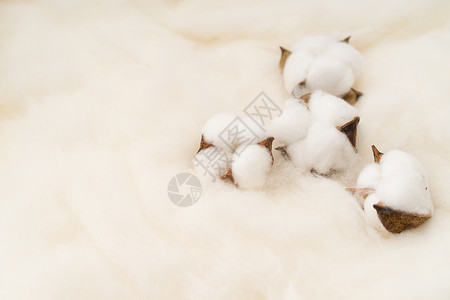 棉花摆拍图温暖纺织纺织业保温植物高清图片