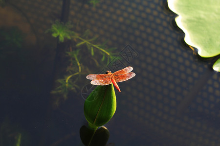 青虫荷叶上的蜻蜓背景