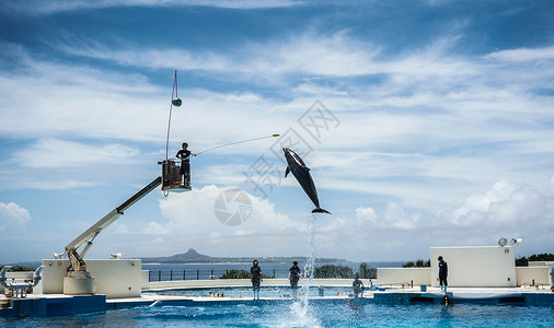 大海豚小海豚冲绳水族馆海团表演背景