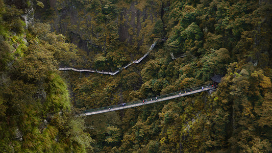 森林里吊桥浙江武义县牛头山国家森林公园风景照背景