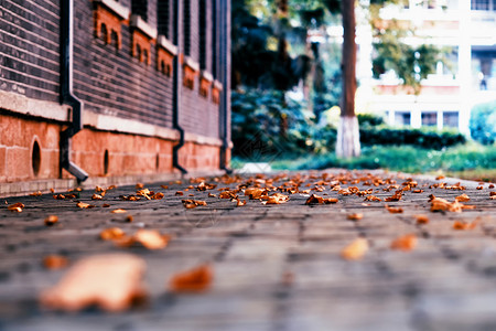 秋天的校园武汉第四中学秋天落叶背景