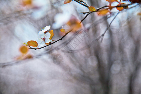 白色炫丽光圈梅花背景