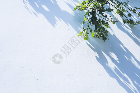 白墙极简绿叶素材背景图片