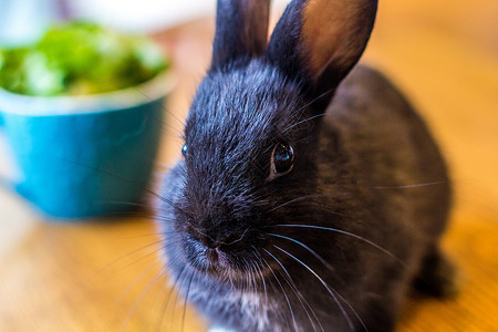 灰色长耳兔可爱的黑色小兔子背景