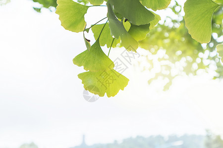 背景清新淡雅银杏叶背景