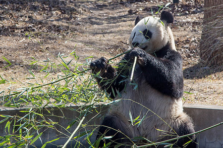 成都动物园大熊猫背景