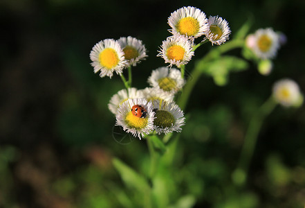 小白花背景瓢虫野菊花背景