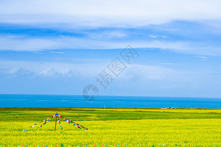 天空蓝简约青海湖油菜花田地背景