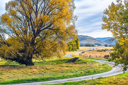 远山草地秋天的大树与道路背景
