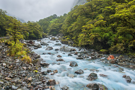 潺潺流动雾中的树林与小河潺潺背景