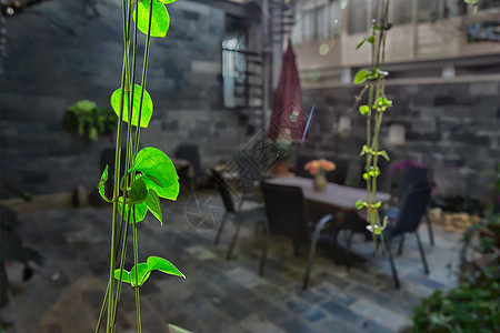 遮阳伞和桌椅休闲庭院中的绿色树叶背景
