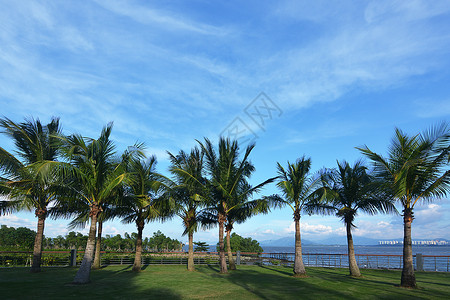 海滨公园整齐排列的椰子树背景图片