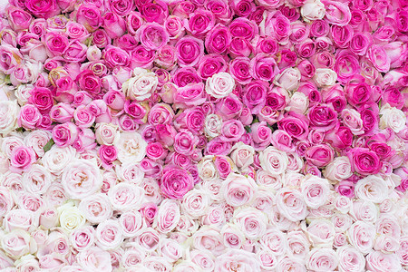 美丽的粉红玫瑰玫瑰花墙背景