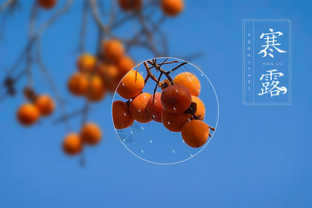 枇杷果树素材寒露景色设计图片