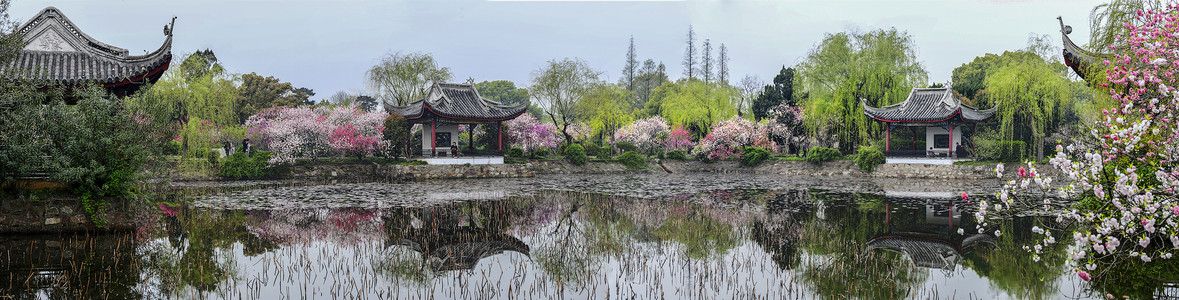 渡狸春渡蠡园背景