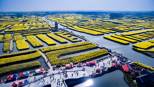 千岛油菜花飞跃油菜花海背景