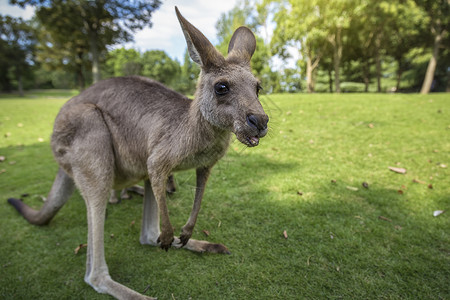 小袋鼠澳大利亚动物高清图片