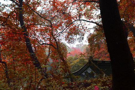 苏州天平山秋日红叶图片