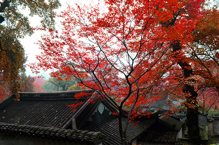 苏州天平山秋日红叶背景图片