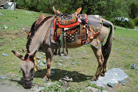 驴和马川藏区稻城亚丁藏马背景