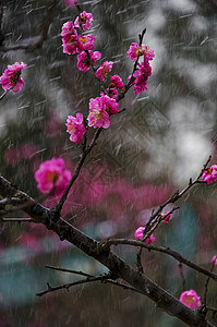 鲜艳桃花傲立风霜桃花背景