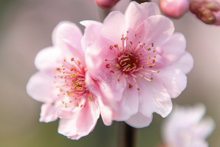 樱花一枝独秀高清图片