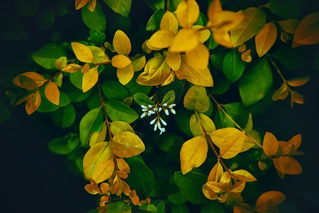 金黄的叶子高清植物背景